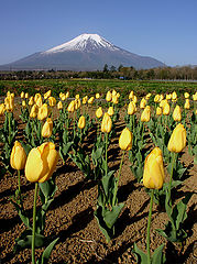 фото "Field of Yellow Tulips"