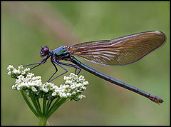 photo "Dragon 2"