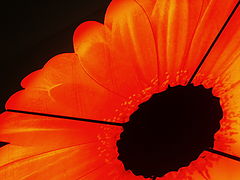 photo "Flower of a neon"