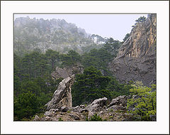 photo "on pass a rain..."