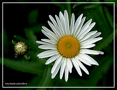 photo "Untitled photo"