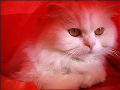 photo "Cat in red"