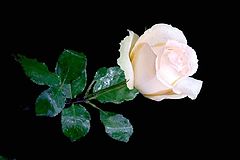 photo "Gift favourite"
