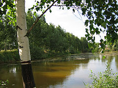 photo "birch at water"