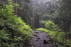 photo "Distant Forest"