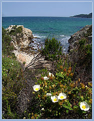 фото "scent of sea"