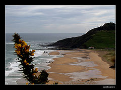 photo "coast line"