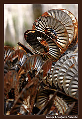photo "Springs"
