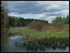 фото "Moody Landscape With Alone Bird"