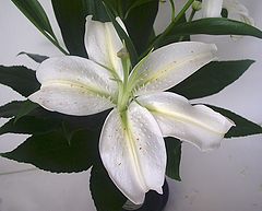 фото "A Lily from Lily"