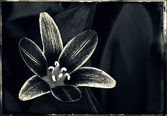 photo "la tulipe en argent"