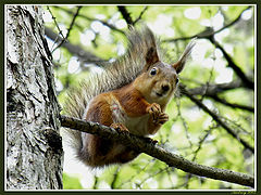 photo "Smile for the photographer"