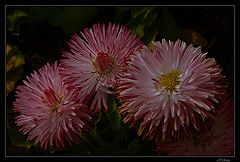 photo "Trio"