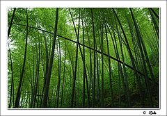 photo "green"