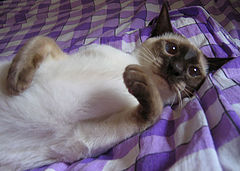 photo "pussy dear"