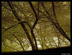 photo "Night...."