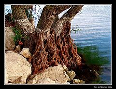 photo "water level"