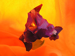 photo "Iris"