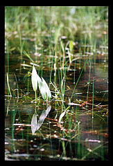 photo "mirror"