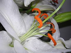 фото "Another Lily from Lili"