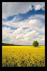 фото "*"
