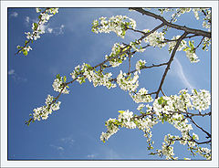 photo "The May sky"