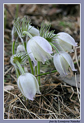 photo "Snowdrops"