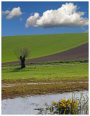 photo "ZX"