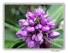 photo "Lilac"
