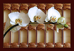 photo "Softness"