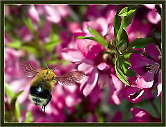photo "reconnaissance"