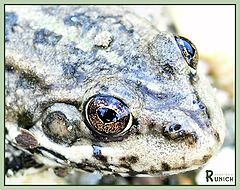 photo "lovely frog' face :)"