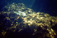 photo "Untitled photo"