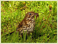 фото "Breakfast of thrush"