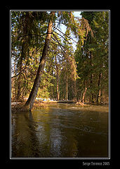 фото "sunny forest"