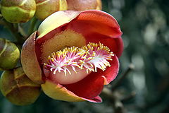 photo "Botanical Garden (Rio de janeiro, Brazil)"
