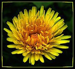 photo "Untitled photo"