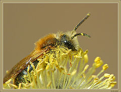 photo "Wasp on a willow"