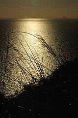 photo "calm"