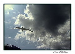 photo "Petrel"