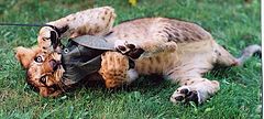 photo "lion cub plays with hat"