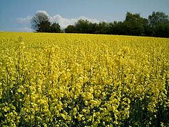 фото "Yellow and green"