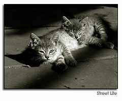 photo "Street Kids"