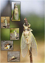 photo "desire to fly"