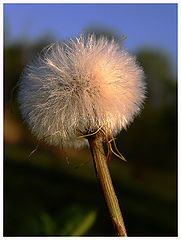 фото "Dandelion"
