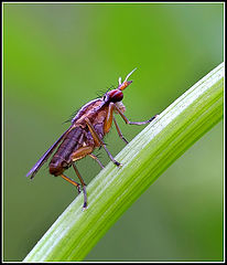 photo "Insekt"