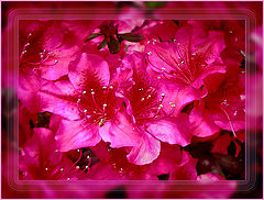 фото "Juicy."