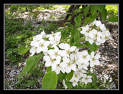 photo "White stars"