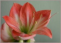 photo "Amarillis"