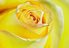 фото "Yellow Beauty"